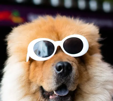 Dog with Sunglasses